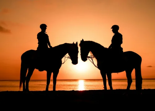 🐴 Reiten am Strand & Schwimmen mit Pferden am Roten Meer | Amara Trips